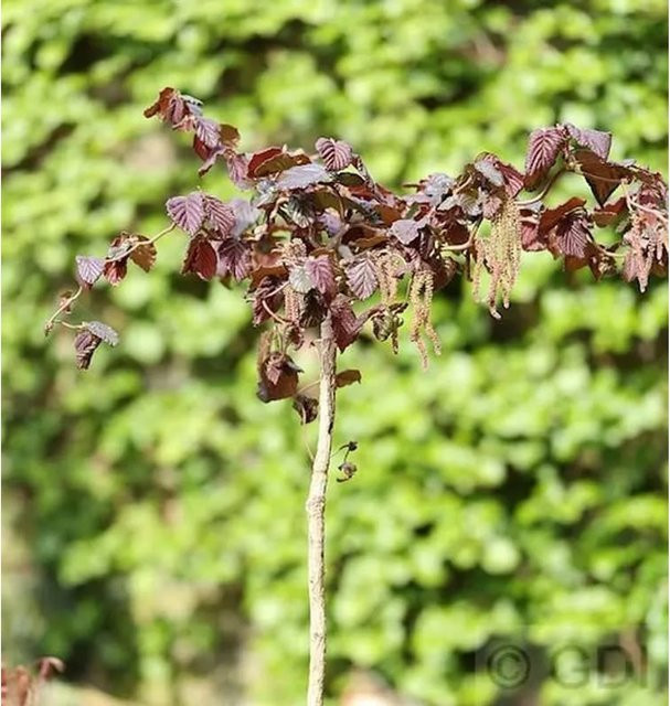 Hochstamm Rotblättrige Korkenzieher Hasel Corylus avellana in Rot, Höhe: 100-125 cm - Bild 1