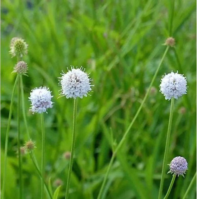 Succisella inflexa Moorabbiß Frosted Pearls - Zierstrauch für den Garten - Bild 1
