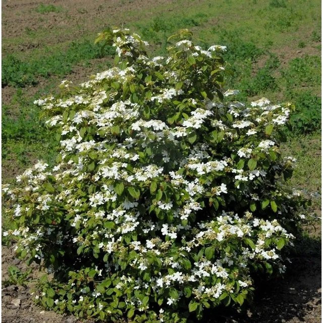Gefüllter Schneeball Watanabe Viburnum plicatum, weißer Zierstrauch für den Garten - Bild 1