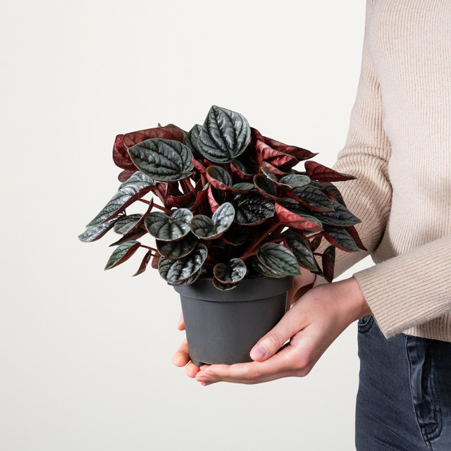Peperomia capreata Caracas von BLUME2000 Zimmerpflanze - Bild 1