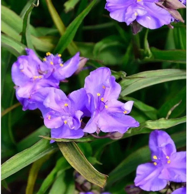 Tradescantia andersoniana Concorde Grape Dreimasterblume in Purple als Zimmerpflanze oder Gartenpflanze - Bild 1