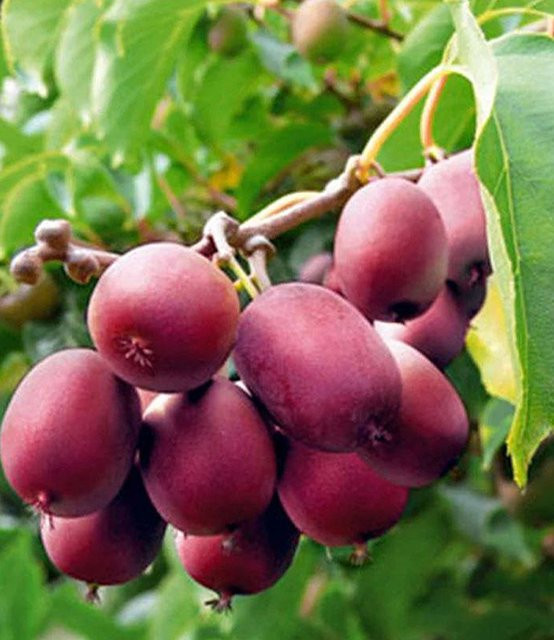 Kiwi Ken´s Red® - Bild 1