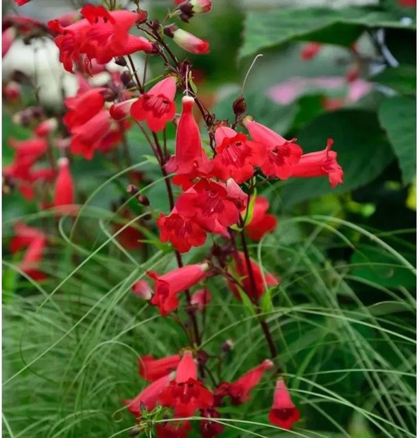 Penstemon cult cultivar Bartfaden Paul Schönholzer mehrjährige Gartenpflanze - Bild 1