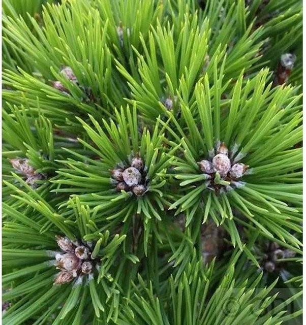 Japanische Rotkiefer Low Glow Pinus densiflora als Hochstamm von Nr-01.de, 40-60 cm, grün - Bild 1
