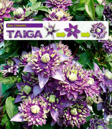 Clematis Taiga Clematisvarietät