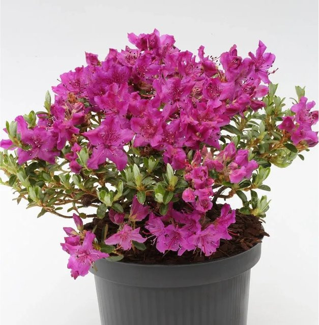 Wilder Rhododendron prostratum von Nr-01.de, Topfgröße 20-25 cm - Bild 1