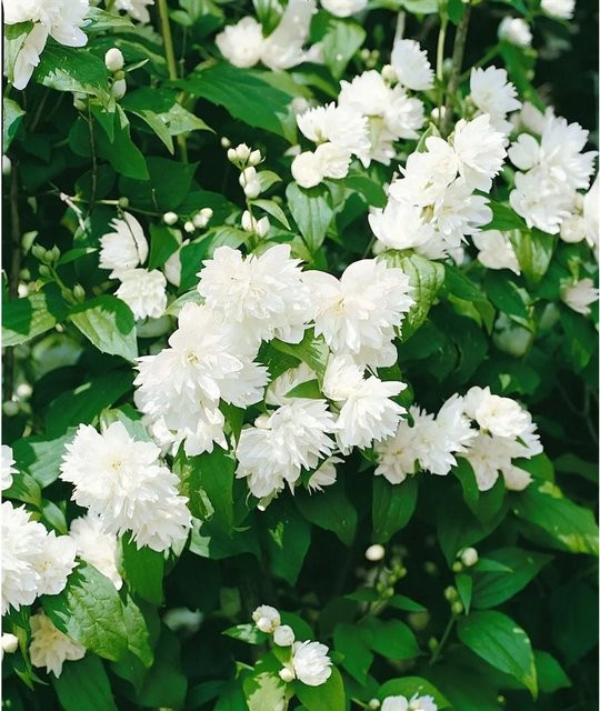 Philadelphus Schneesturm Duftjasmin Weiß, Zierstrauch für den Garten, Höhe: 60–80 cm - Bild 1