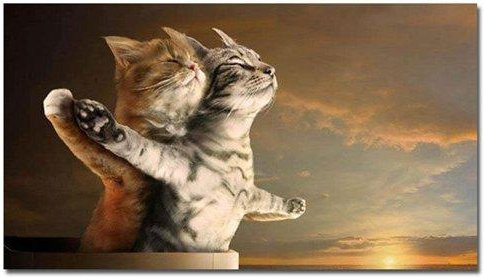 DIMENGQI Wanddekoration Katze Titanic Poster als Leinwandmalerei in Beige, B/H: 20 x 40 cm - Bild 1
