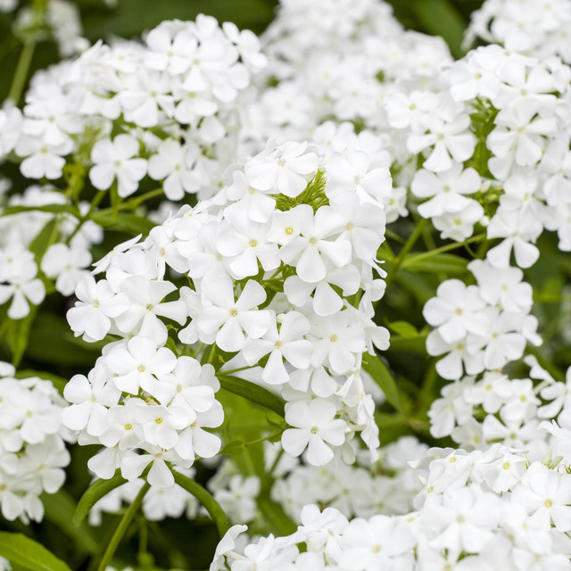 BIO Phlox paniculata Stauden in Weiß von BLUME2000, 3 Stück - Bild 1