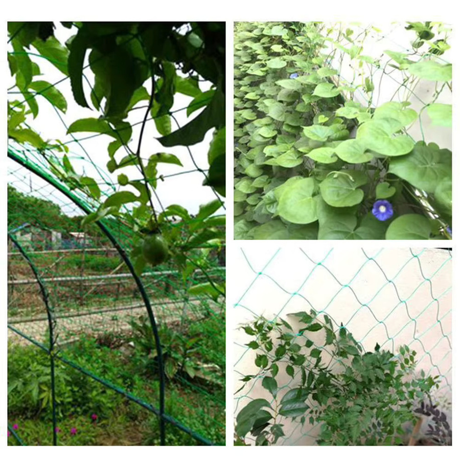 Grünes Polyester-Pflanzenspalier als Wachstumsnetz für Kletterpflanzen und Gemüse im Garten - Bild 5