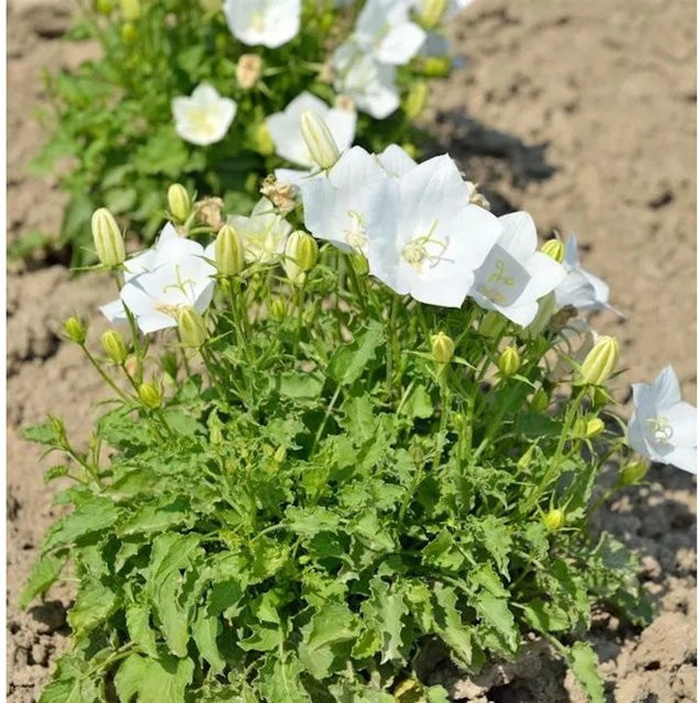 Weiße Karpaten Glockenblume Campanula carpatica als winterharte Staude für Steingärten und Beeteinfassungen - Bild 1