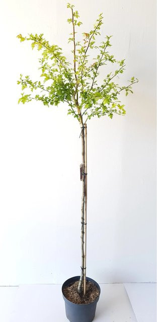 Pflanzen-Boering Crataegus Pauls Scarlet Rotdorn-Stämmchen Laubbaum, Höhe: 180-190 cm - Bild 1