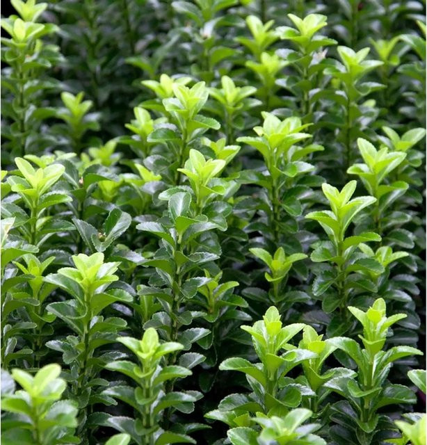 Euonymus japonicus Kriechspindel Green Empire Bodendecker und Heckenpflanze, Höhe: 30-40 cm - Bild 1