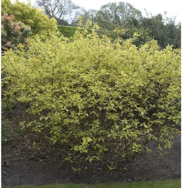 Gelbbunter Hartriegel Cornus alba Blütenstrauch mit weiß-roten Blüten, Höhe: 125-150 cm - Bild 1