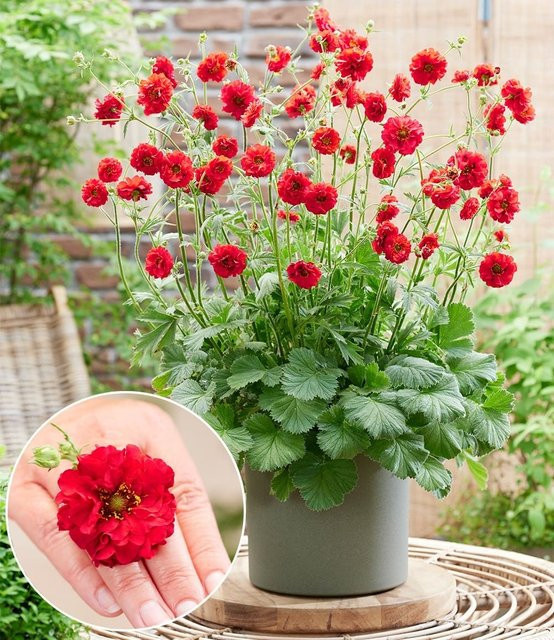 Geum Firestarter Rosefarbene Staude - Bild 1