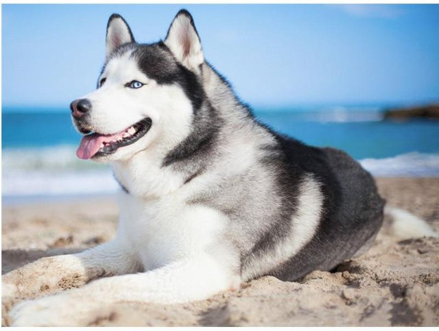 FIYO DIY 5D Diamant Malerei Husky Hund Mosaik Set mit runden Diamanten, Mehrfarbig, Breite: 40 cm, Höhe: 50 cm - Bild 1