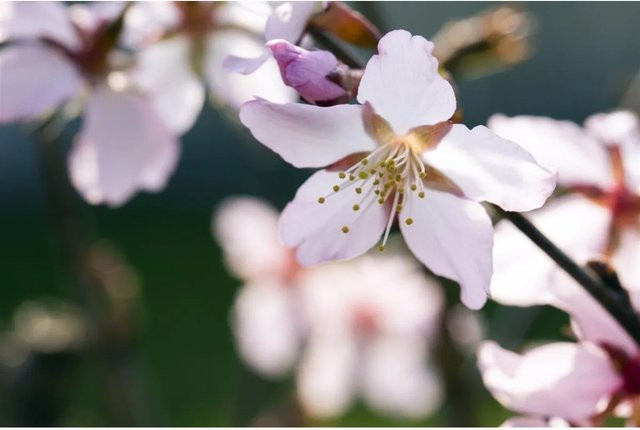 Prunus Kurilensis Ruby Zierkirsche mit rosa Blüten von Pflanzen für dich, Höhe: 60–80 cm - Bild 1