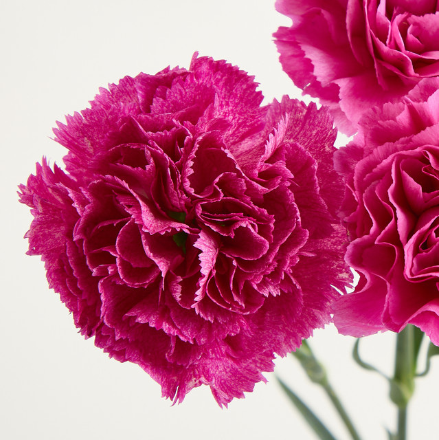Blume2000 Nelken Purple Bunch - Bild 1