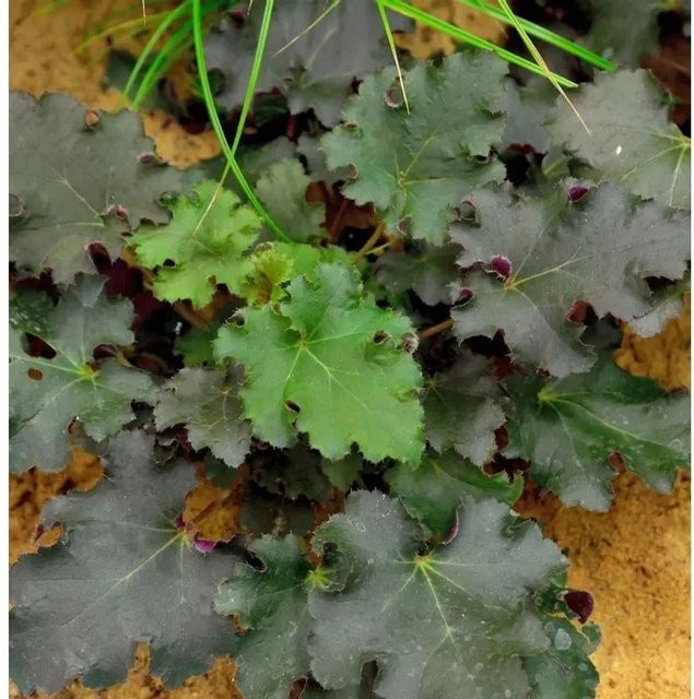 Heuchera micrantha Purpurglöckchen Purple Petticoats lila mehrjährige Gartenpflanze Bodendecker - Bild 1