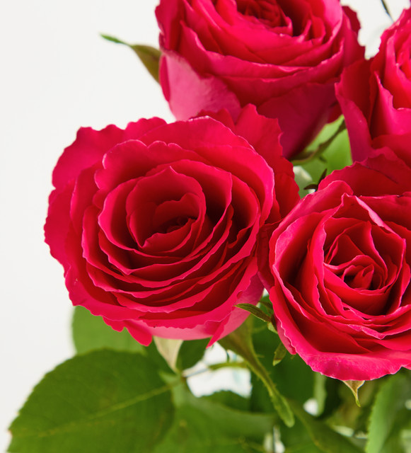 Blume2000 Pinke Edelrosen 'Dia' Rosen - Bild 1