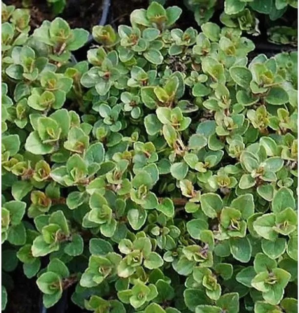 Wilder Majoran Nanum Origanum vulgare als mehrjährige Pflanze für den Garten in Grün - Bild 1