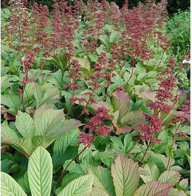 Rodgersia henrici - Immergrüne Gartenstaude in Grün - Bild 1