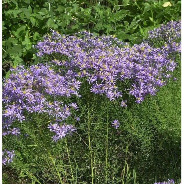 Nr-01.de Aster sedifolius Nanus Niedrige Ödlandaster, lila, mehrjährig - Bild 1