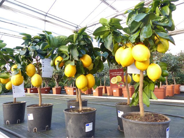 Bonsai Meyerii Zitrone Citrus Limon echter Zitronenbaum, Höhe: 60 - 70 cm - Bild 1