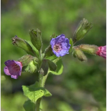 Lungenkraut Pulmonaria saccharata Reginald Kay als mehrjährige Pflanze im Topf von Nr-01.de