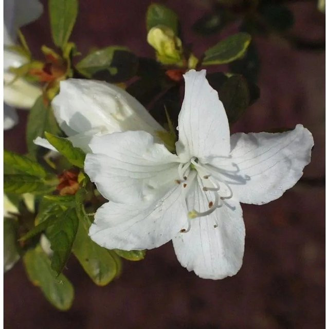 Japanische Azalee Rhododendron obtusum Luzi als Zwerg Alpenrose von Nr-01.de, Höhe: 40-50 cm - Bild 1