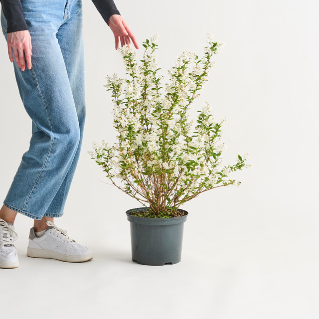 Deutzia gracilis Maiblumenstrauch von BLUME2000 als Zierstrauch und Blütenhecke - Bild 1