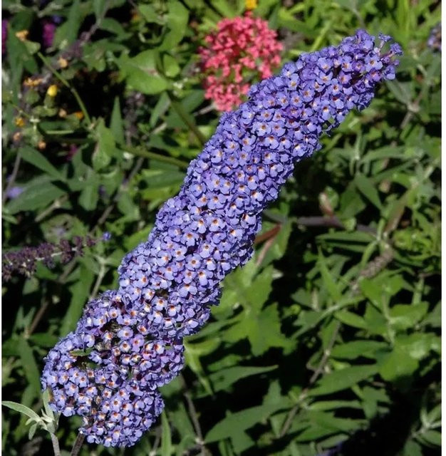 Buddleja Schmetterlingsstrauch Adonis Blue in Blau und Violett, Höhe: 40-60 cm - Bild 1
