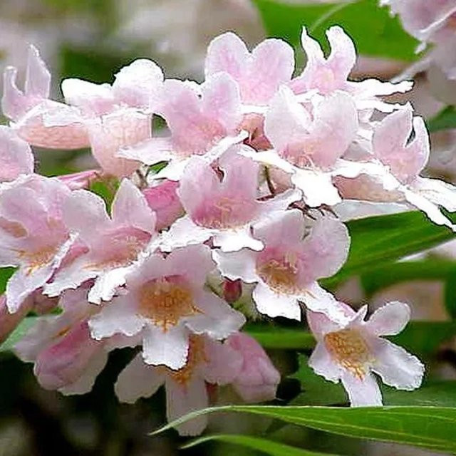 Arborix Kolkwitzie Pink Cloud Kolkwitzia amabilis mit rosa Blüten im Container - Bild 1