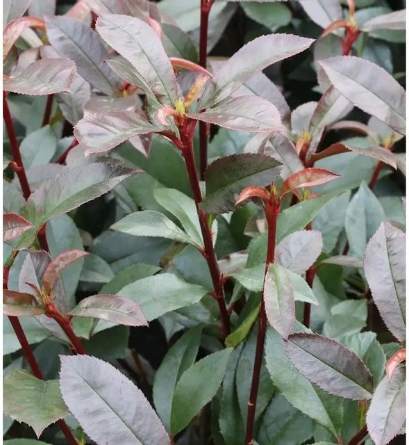 Photinia fraseri Kompakte Glanzmispel als Hochstamm Heckenpflanze und Solitärgehölz, Farbe: Grün, Höhe: 40-60 cm - Bild 1