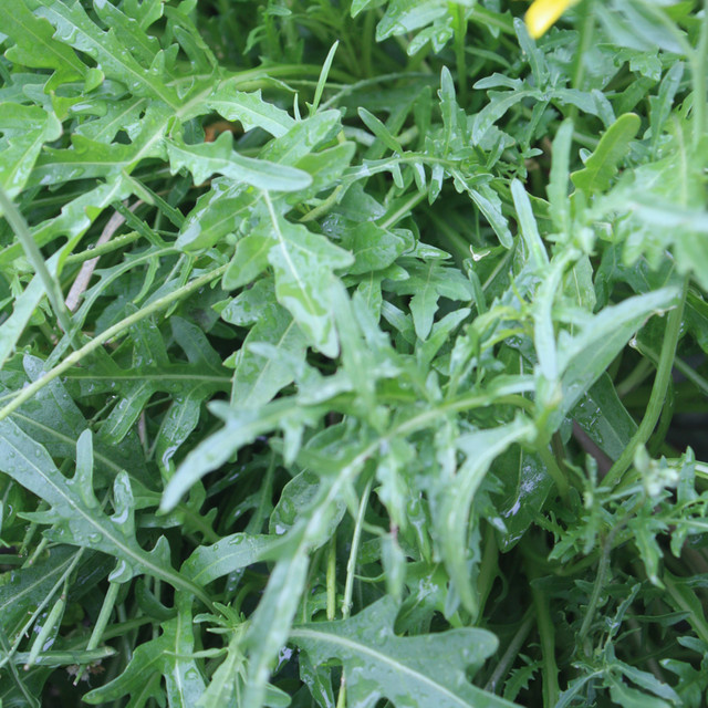 Blu Bio-Rucola winterhart Topf-Ø ca. 12 cm - Bild 2