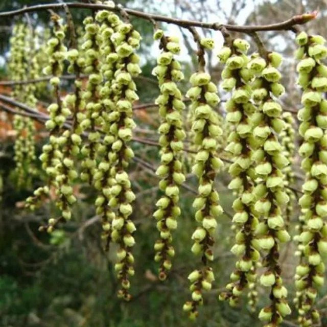 Arborix Perlschweif Celina Stachyurus chinensis Ziergehölz in Grün und Gelb, Höhe: 45 cm - Bild 1