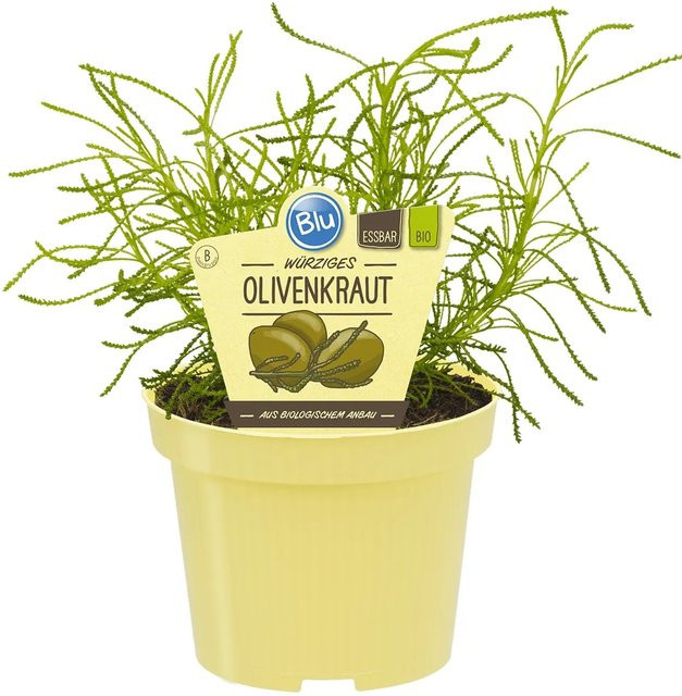 Blu Bio-Olivenkraut Santolina viridis im Topf - Bild 1