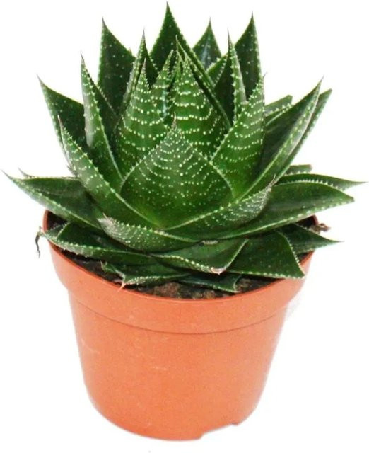 Exotenherz Aloe Cosmo Sukkulente als kugelförmige Zimmerpflanze in Grün, Topfgröße: 12 cm - Bild 1