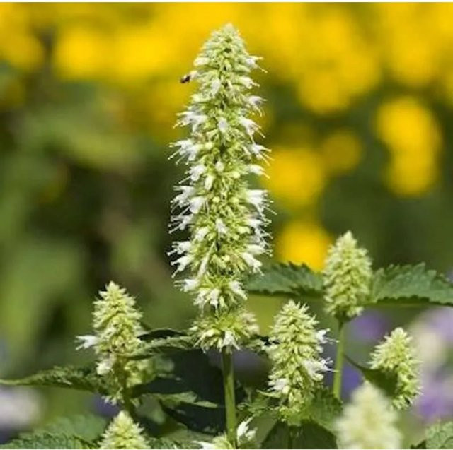 Mexikonessel Alba Agastache rugosa weiße Gewürz- und Teepflanze im Topf - Bild 1