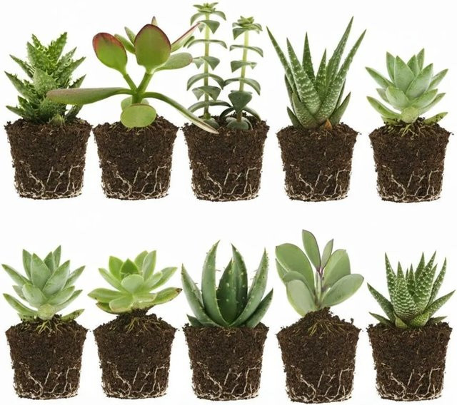 Vdvelde Mini Sukkulenten Set, 10 Stück, Grün, Höhe: 5,5 cm - Bild 1