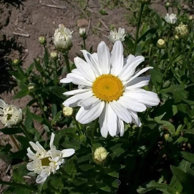 Gartenmargerite Beethoven Leucanthemum in Weiß als mehrjährige Pflanze für den Garten - Bild 1