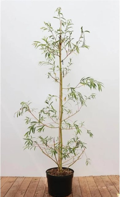 Salix Alba Tristis Trauerweide von Pflanzen für dich, Höhe: 125–150 cm - Bild 1