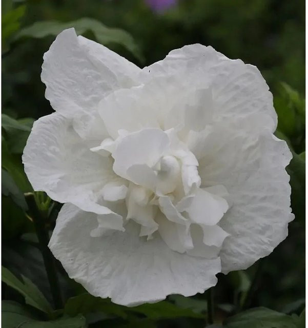 Garteneibisch White Chiffon Hibiscus syriacus in Weiß von Nr-01.de - Bild 1