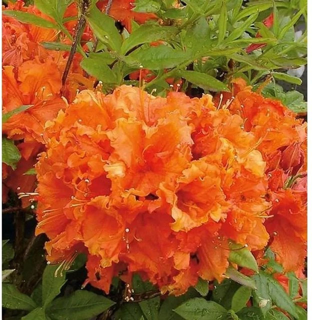 Azalee Gibraltar Rhododendron luteum Alpenrose, Höhe: 40-50 cm - Bild 1