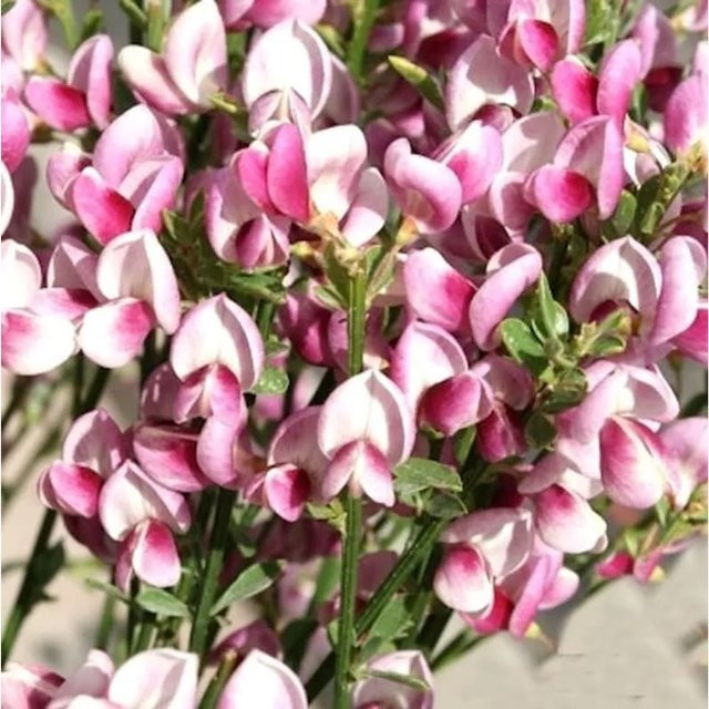 Schmuckginster Mrs Norman Henry Cytisus scoparius Zierstrauch von Nr-01.de - Bild 1