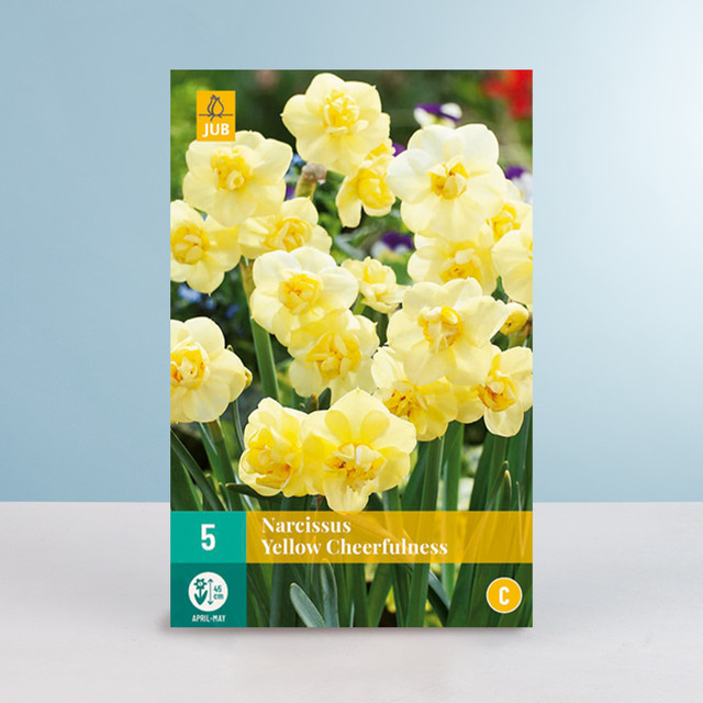 Gefüllte Narzisse Yellow Cheerfulness Blumenzwiebeln von BLUME2000 für Beet, Blumenkübel und Balkonkasten, 5 Stück - Bild 1