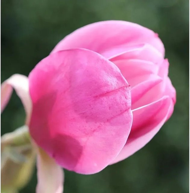 Magnolia Sweet Valentine Magnolia soulangiana Zierstrauch in Pink, Höhe: 40-60 cm - Bild 1