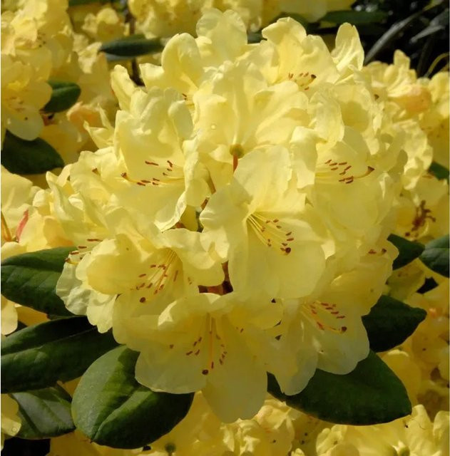 Großblumiger Rhododendron Junigold Alpenrose in Gelb von Die Nr-01.de - Bild 1