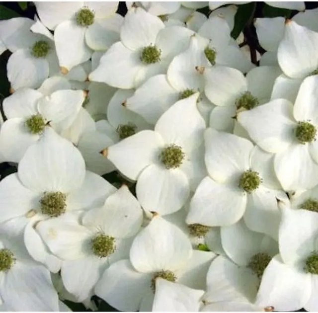 Japanischer Blumenhartriegel Milky Way Cornus kousa mit weißen Blüten, Höhe: 60-80 cm - Bild 1