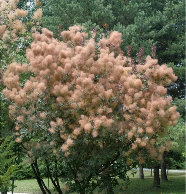 Perückenstrauch Cotinus coggygria für deinen Garten, Höhe: 40-60 cm - Bild 1